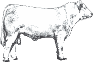 Click here for more information about our Charolais Cattle Division