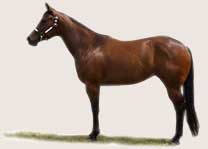 Click here for more information about our Quarterhorse Division